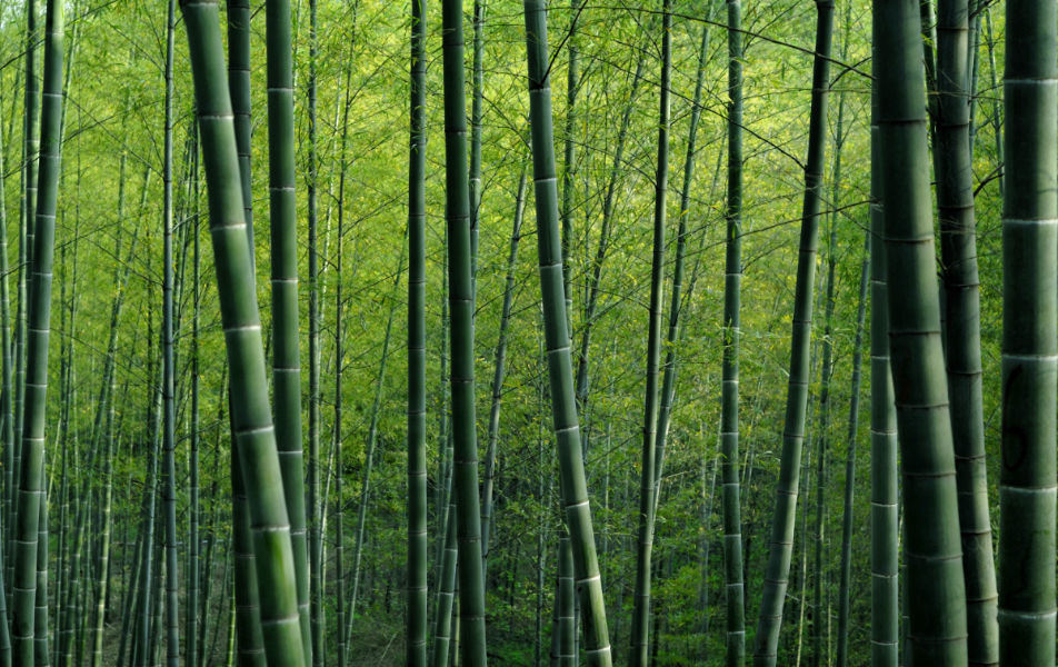 Project - India-Myanmar Bamboo